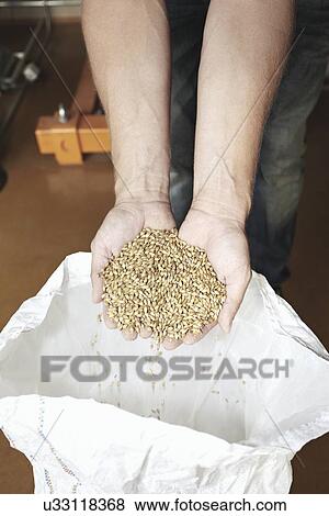 Stock Photo - Handful of barley. Fotosearch