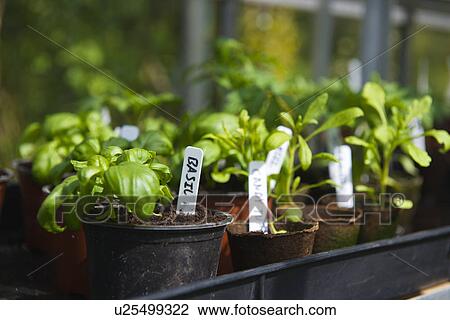 Homegrown basil in pots View Large Photo Image Stock Image - Homegrown basil in pots. Fotosearch