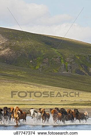 Icelandic Horses crossing the river Holmsa in the Icelandic highlands, Holmsa, Fjallabak, Iceland View Large Photo Image Picture - Icelandic Horses crossing the river Holmsa in the Icelandic highlands, Holmsa, Fjallabak, Iceland. Fotosearch