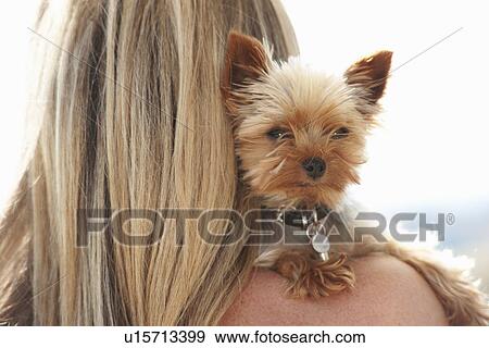 Mature woman holding pet dog over shoulder View Large Photo Image Stock Photo - Mature woman holding pet dog over shoulder. Fotosearch