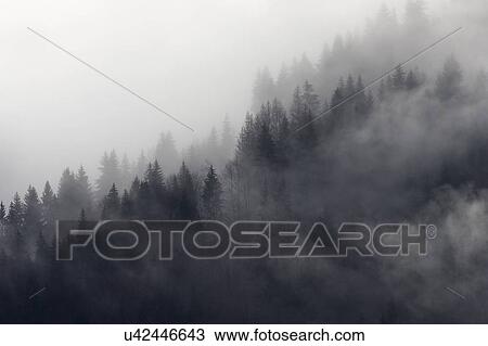 Misty forest, Murren, Bernese Oberland, Switzerland View Large Photo Image Stock Image - Misty forest, Murren, Bernese Oberland, Switzerland. Fotosearch