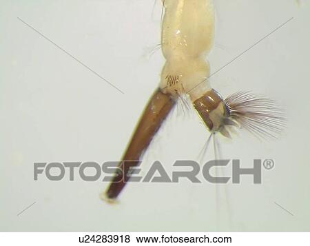 Mosquito larva under a microscope View Large Photo Image Stock Photo - Mosquito larva under a microscope. Fotosearch