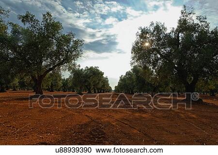 Olive trees, Veglie, Lecce, Puglia, Italy View Large Photo Image Stock Image - Olive trees, Veglie, Lecce, Puglia, Italy. Fotosearch