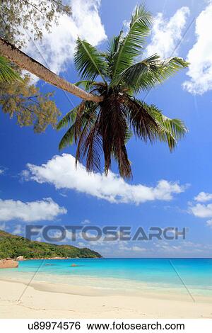 Palm tree and beach, Praslin Island, Seychelles View Large Photo Image Stock Photograph - Palm tree and beach, Praslin Island, Seychelles. Fotosearch