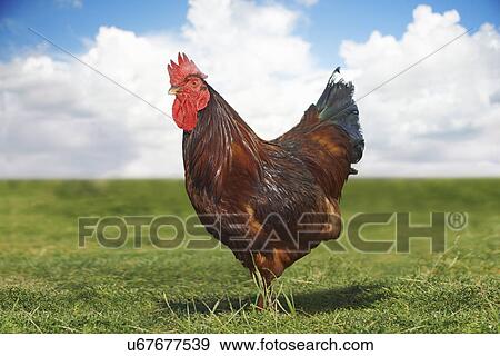 Portrait of free range chicken in field View Large Photo Image Stock Photo - Portrait of free range chicken in field. Fotosearch