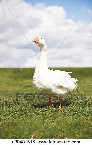Portrait of white goose in field View Large Photo Image Stock Photograph - Portrait of white goose in field. Fotosearch