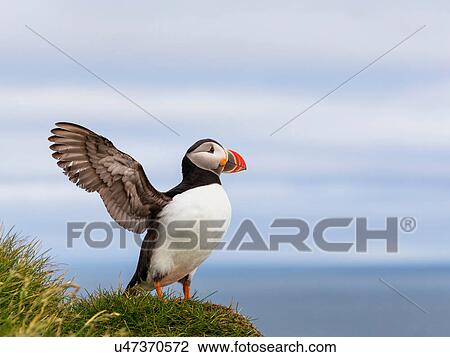 Stock Image - Puffin sitting on clifftop, Latrabjarg, Iceland. Fotosearch