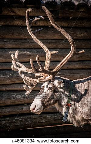 Picture - Reindeer, Lapland, Sweden. Fotosearch