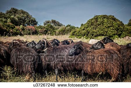 Stock Photo - Sheep in field, Arbus, Sardinia, Italy. Fotosearch