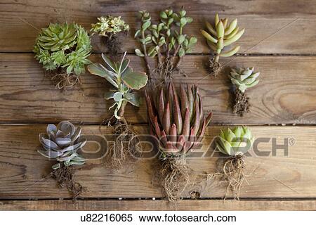 Still life of succulent plants and roots View Large Photo Image Stock Photography - Still life of succulent plants and roots. Fotosearch