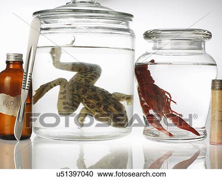Stock Image - Still life with preserved toad and shrimp in jars. Fotosearch
