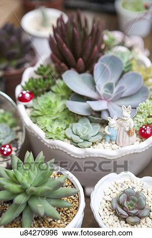 Succulent plants in pots with ornaments View Large Photo Image Stock Photograph - Succulent plants in pots with ornaments. Fotosearch