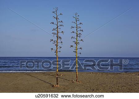 Stock Image - Two trees on beach, Cabo de Gata-Níjar Natural Park, Andalusia, Spain. Fotosearch