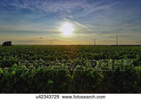 Stock Photo - Vineyard, Veglie, Lecce, Puglia, Italy. Fotosearch