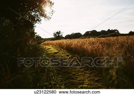 Wheat field and dirt track at sunset View Large Photo Image Stock Image - Wheat field and dirt track at sunset. Fotosearch