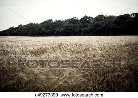 Wheat field in breeze View Large Photo Image Stock Photo - Wheat field in breeze. Fotosearch