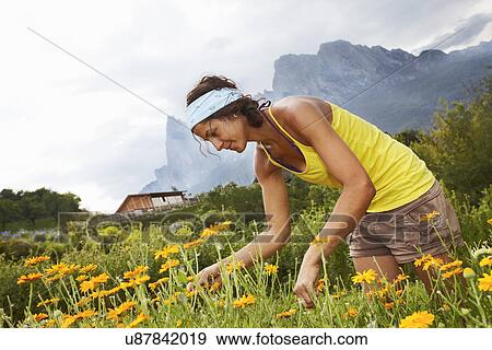Woman picking flowers View Large Photo Image Stock Photo - Woman picking flowers. Fotosearch