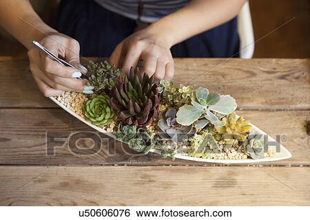 Stock Photograph - Woman tending to succulent plants. Fotosearch
