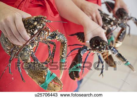 Women holding fresh lobsters View Large Photo Image Stock Image - Women holding fresh lobsters. Fotosearch