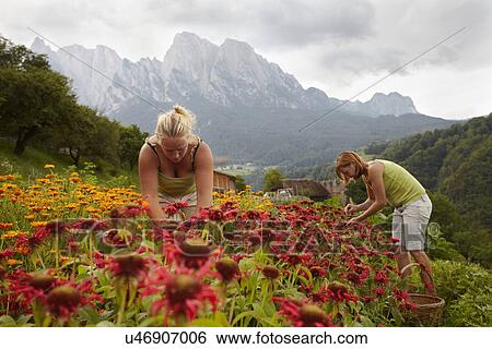 Women picking flowers View Large Photo Image Stock Photograph - Women picking flowers. Fotosearch