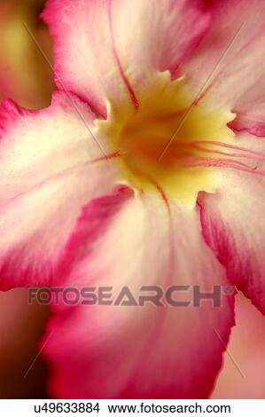 Picture - Nature, Blossom, Vibrant Color, Bright, Petal, Stamen, Outdoors. Fotosearch