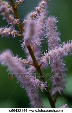Picture - Nature, Blossom, Vibrant Color, Bright, Petal, Stamen, Outdoors. Fotosearch