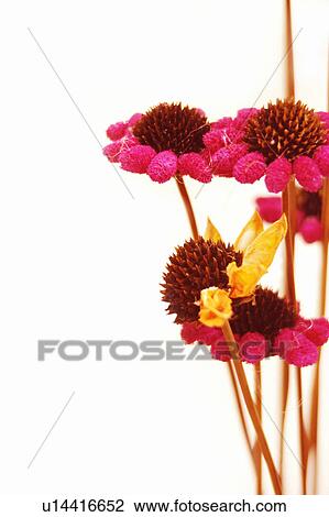 Stock Image - Nature, Blossom, Vibrant Color, Bright, Petal, Stamen, Outdoors. Fotosearch