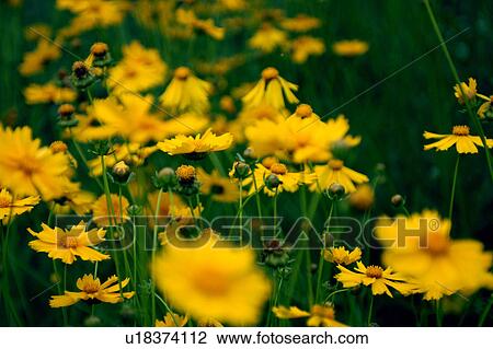 Stock Image - Nature, Blossom, Vibrant Color, Bright, Petal, Stamen, Outdoors. Fotosearch