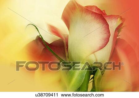 Stock Image - Nature, Blossom, Vibrant Color, Bright, Petal, Stamen, Outdoors. Fotosearch