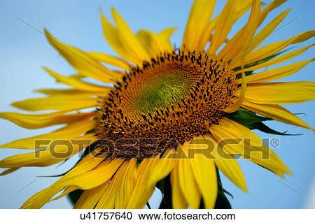 Stock Image - Nature, Blossom, Vibrant Color, Bright, Petal, Stamen, Outdoors. Fotosearch