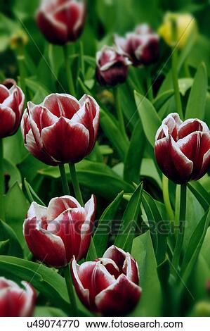 Nature, Blossom, Vibrant Color, Bright, Petal, Stamen, Outdoors View Large Photo Image Stock Image - Nature, Blossom, Vibrant Color, Bright, Petal, Stamen, Outdoors. Fotosearch