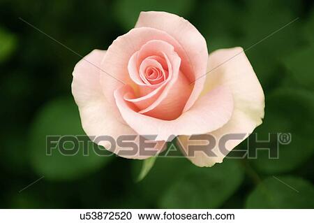 Stock Image - Nature, Blossom, Vibrant Color, Bright, Petal, Stamen, Outdoors. Fotosearch