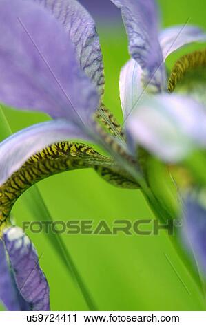 Stock Image - Nature, Blossom, Vibrant Color, Bright, Petal, Stamen, Outdoors. Fotosearch