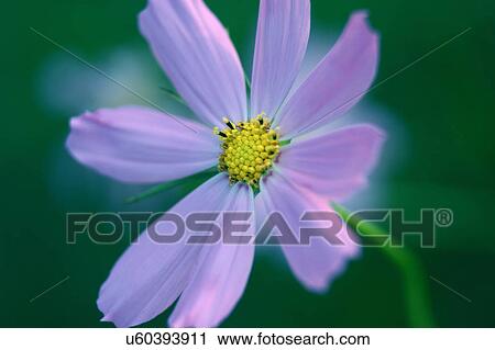 Stock Image - Nature, Blossom, Vibrant Color, Bright, Petal, Stamen, Outdoors. Fotosearch
