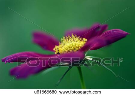 Nature, Blossom, Vibrant Color, Bright, Petal, Stamen, Outdoors View Large Photo Image Stock Image - Nature, Blossom, Vibrant Color, Bright, Petal, Stamen, Outdoors. Fotosearch