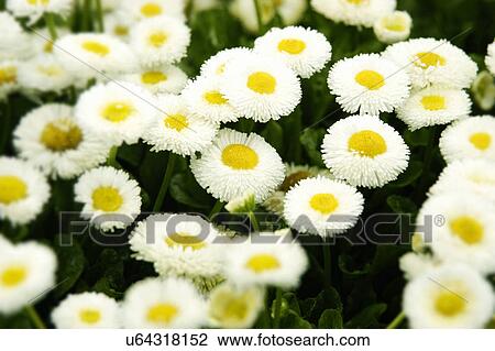 Stock Image - Nature, Blossom, Vibrant Color, Bright, Petal, Stamen, Outdoors. Fotosearch