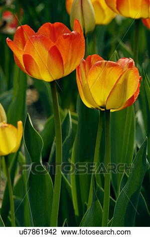 Stock Image - Nature, Blossom, Vibrant Color, Bright, Petal, Stamen, Outdoors. Fotosearch