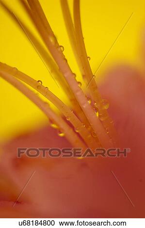Stock Image - Nature, Blossom, Vibrant Color, Bright, Petal, Stamen, Outdoors. Fotosearch