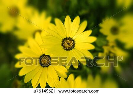 Nature, Blossom, Vibrant Color, Bright, Petal, Stamen, Outdoors View Large Photo Image Stock Image - Nature, Blossom, Vibrant Color, Bright, Petal, Stamen, Outdoors. Fotosearch