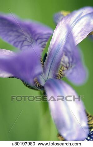 Stock Image - Nature, Blossom, Vibrant Color, Bright, Petal, Stamen, Outdoors. Fotosearch