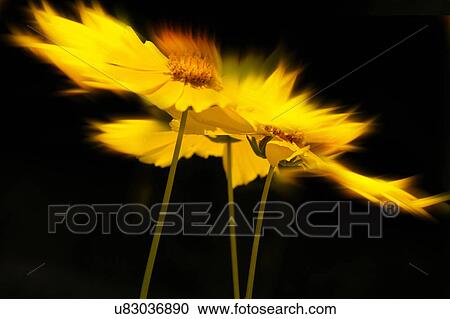 Stock Image - Nature, Blossom, Vibrant Color, Bright, Petal, Stamen, Outdoors. Fotosearch