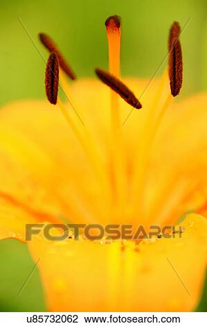 Stock Image - Nature, Blossom, Vibrant Color, Bright, Petal, Stamen, Outdoors. Fotosearch