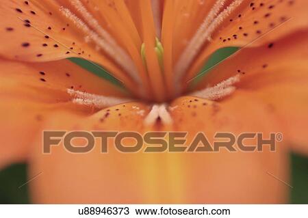 Stock Image - Nature, Blossom, Vibrant Color, Bright, Petal, Stamen, Outdoors. Fotosearch