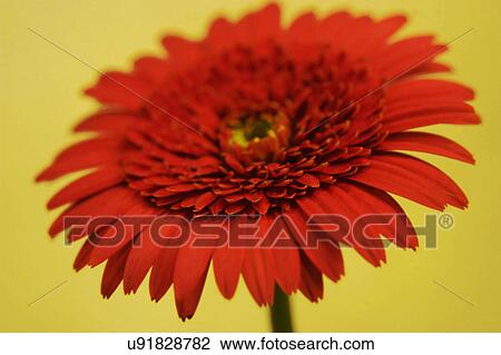 Stock Image - Nature, Blossom, Vibrant Color, Bright, Petal, Stamen, Outdoors. Fotosearch