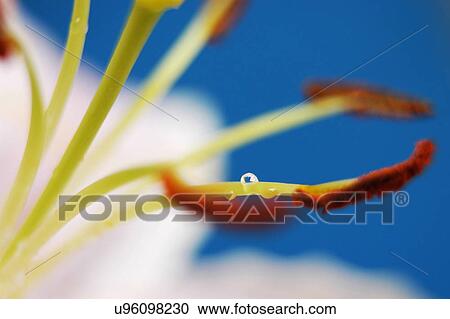 Stock Image - Nature, Blossom, Vibrant Color, Bright, Petal, Stamen, Outdoors. Fotosearch