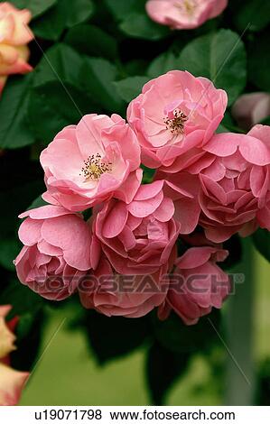 Stock Photo - Nature, Blossom, Vibrant Color, Bright, Petal, Stamen, Outdoors. Fotosearch