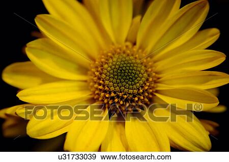 Stock Photo - Nature, Blossom, Vibrant Color, Bright, Petal, Stamen, Outdoors. Fotosearch