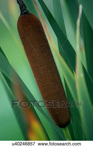 Stock Photo - Nature, Blossom, Vibrant Color, Bright, Petal, Stamen, Outdoors. Fotosearch
