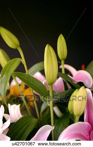 Stock Photo - Nature, Blossom, Vibrant Color, Bright, Petal, Stamen, Outdoors. Fotosearch
