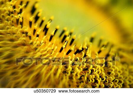 Nature, Blossom, Vibrant Color, Bright, Petal, Stamen, Outdoors View Large Photo Image Stock Photo - Nature, Blossom, Vibrant Color, Bright, Petal, Stamen, Outdoors. Fotosearch